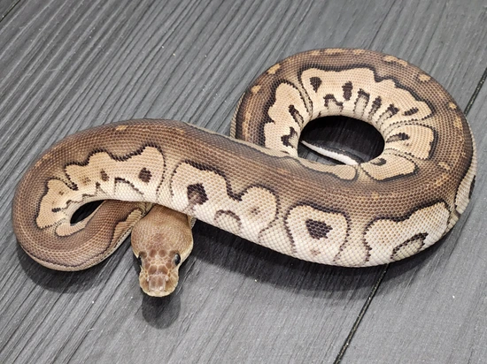 Cinny Sugar Ball Python Cinny Clown Het Gs Ball Python by Ninja Ball Reptiles