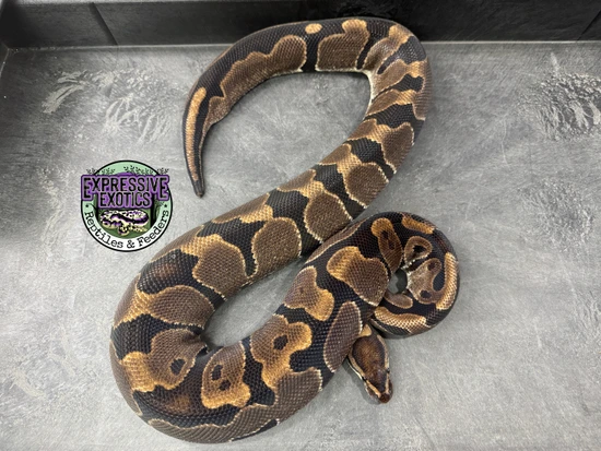 100% Dbl Het VPI Axanthic / Piebald - Proven Breeder Ball Python by ...