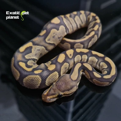 Chocolate Hypo Het Clown Ball Python - male for sale from Exotic Pet Planet