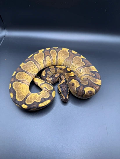 Red Stripe Enchi Fire Het Desert Ghost 50% Het Hypo Ball Python by Ark ...
