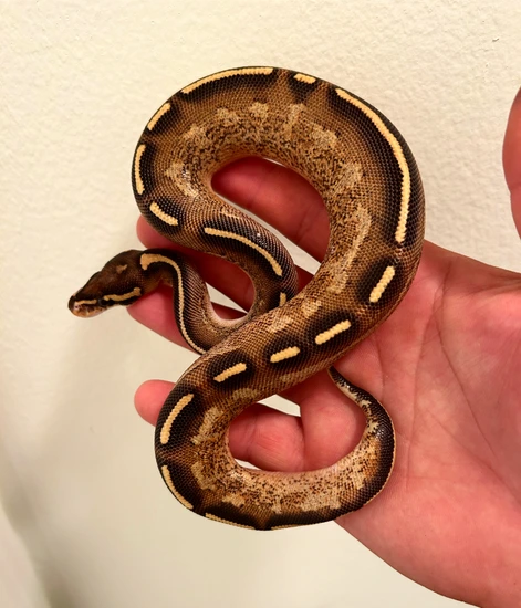 Python Cinnamon Freeway Freeway Ball Python by Noah’s Ark Reptiles