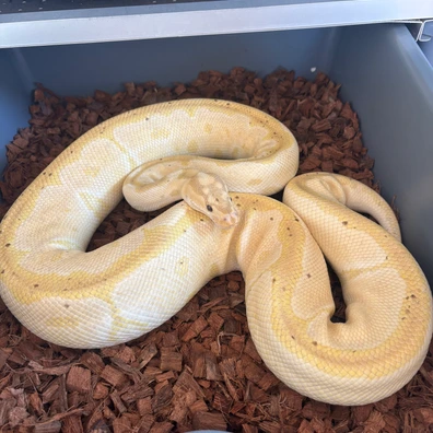 Banana Clown Ball Python - female for sale from No Limits of Ball pythons