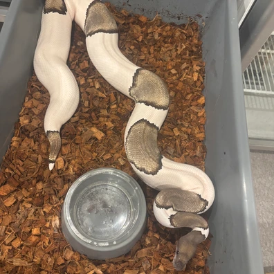 Mojave Pied Ball Python - female for sale from No Limits of Ball pythons