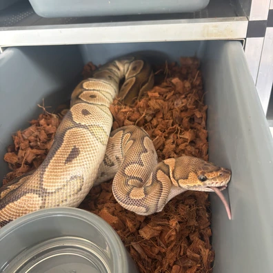 Clown Ball Python - female for sale from No Limits of Ball pythons