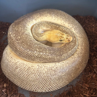 Leopard Bumblebee Calico Clown Ball Python - female for sale from No Limits of Ball pythons