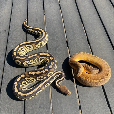 1.1 Sunset Het Clown + Cypress Black Pastel DH Ball Python - female for sale from No Limits of Ball pythons