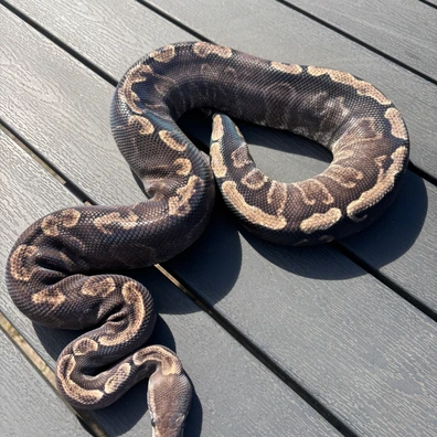 Super Ghi Het Clown Ball Python - female for sale from No Limits of Ball pythons