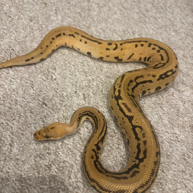 Redhead Batman Ball Python - male for sale from No Limits of Ball pythons