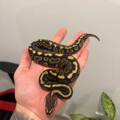 Wookie Spotnose 100% Het Clown Ball Python - female for sale from No Limits of Ball pythons