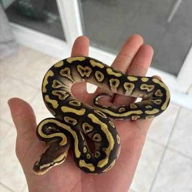 Wookie/chocolate Mojave Het Clown Ball Python - male for sale from No Limits of Ball pythons