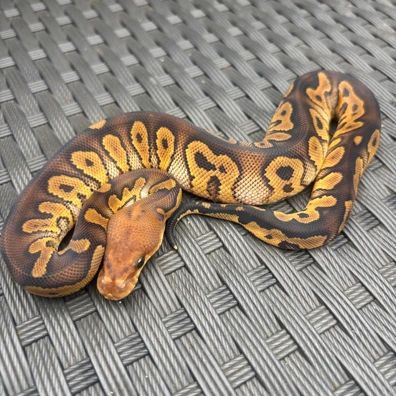 Wookie Clown Ball Python - female for sale from No Limits of Ball pythons
