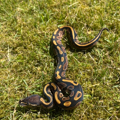 Black Pastel DH Sunset Pied Ball Python - unknown for sale from No Limits of Ball pythons