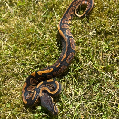 Black Pastel DH Sunset Pied Ball Python - male for sale from No Limits of Ball pythons
