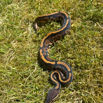 Black Pastel DH Sunset Pied Ball Python - male for sale from No Limits of Ball pythons