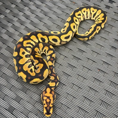 Spotnose Clown Ball Python - male for sale from No Limits of Ball pythons
