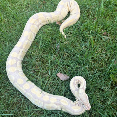Lavender Albino Ball Python - female for sale from No Limits of Ball pythons