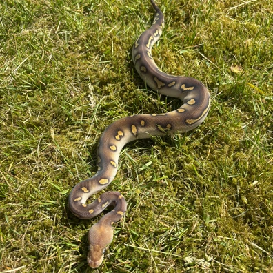 Wookie Chocolate Mojave Clown Ball Python - male for sale from No Limits of Ball pythons