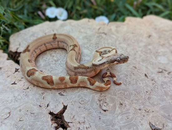 Super Hypo Jungle 66% Het RDR BEA 66% Het VPI Boa Constrictor by NorCal ...