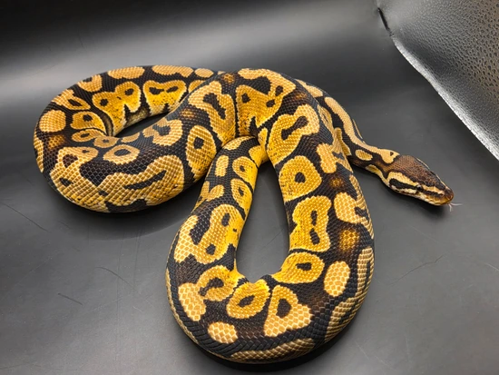 2024 Male NR Mandarin, Pastel, Het Hypo Ball Python by Norfolk royals