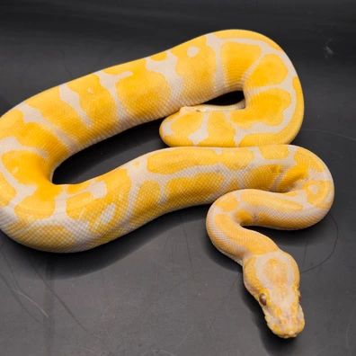Cypress Lavender Albino Ball Python - male for sale from Norfolk royals