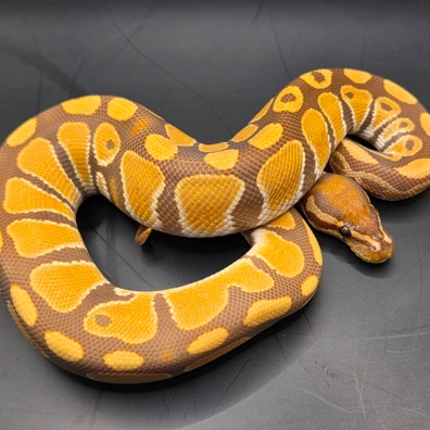 Ultramel 66% Het Pied Ball Python - male for sale from Norfolk royals