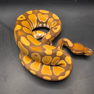 Ultramel 66%het Pied Ball Python - male for sale from Norfolk royals