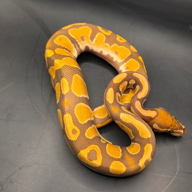 Ultramel 66% Het Pied Ball Python - male for sale from Norfolk royals
