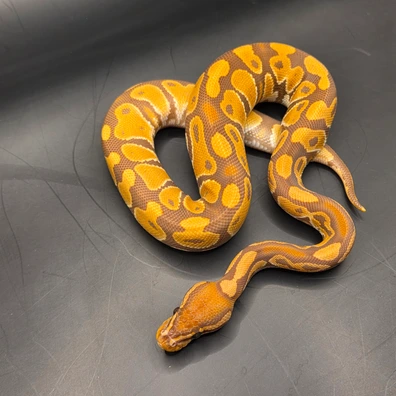 Ultramel 66%het Pied Ball Python - female for sale from Norfolk royals