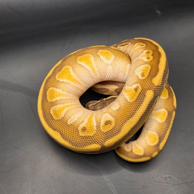 Hurricane Enchi Lesser Poss Yb Ph Clown Ph Vpi Axanthic Ball Python - female for sale from Norfolk royals