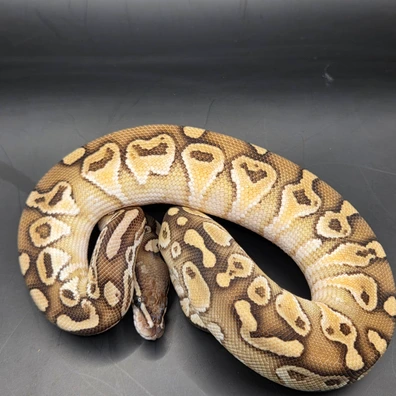 Hurricane Lesser Ph Clown Ph Vpi Axantic Ball Python - male for sale from Norfolk royals
