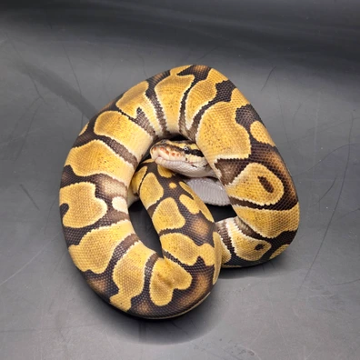 Enchi Yellow Belly Ph Clown Ph Vpi Axanthic Ball Python - female for sale from Norfolk royals