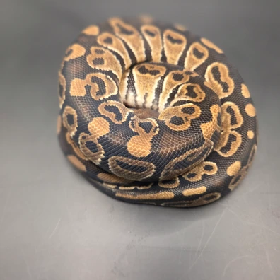 Hurricane Yellow Belly Ph Clown Ph Vpi Axanthic Ball Python - male for sale from Norfolk royals