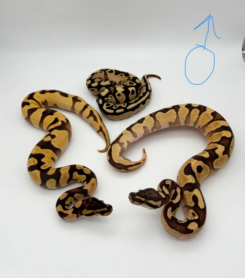 Super OD Enchi Scrambler YB/Asphalt Group Ball Python by Northeast Morphs