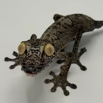 100+ Leaf-Tailed Geckos For Sale | MorphMarket