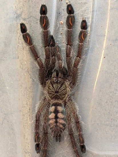 P.irminia 2 1/2 Inches Tarantula by Gottarantulas