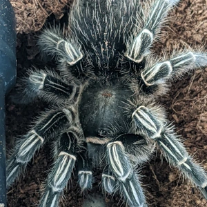Phormictopus Atrichomatus (Red Island Birdeater) Tarantulas by