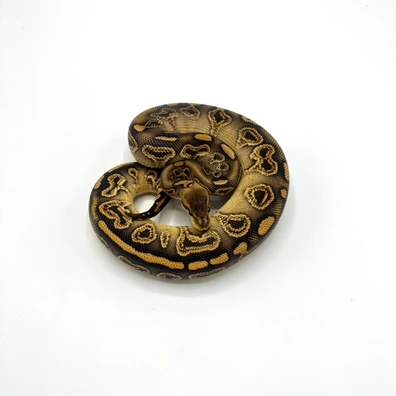1.0 Wookie Black Pastel Gravel Special Het Clown Ball Python - unknown for sale from Nuclear Reptiles