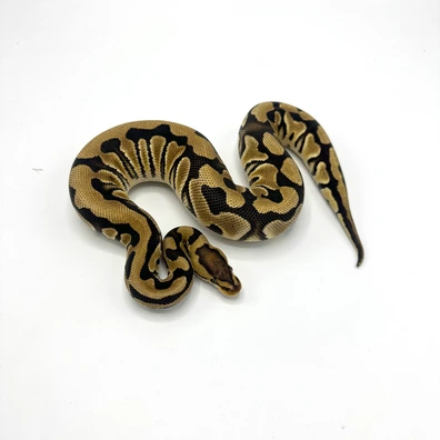 Crypton Het DG Het Axanthic VPI Poss Yellow Belly Ball Python - male for sale from Nuclear Reptiles