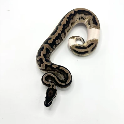 Axanthic VPI Piebald Ball Python - male for sale from Nuclear Reptiles
