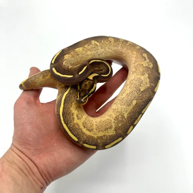 1.0 Enchi Freeway 66% Het Clown Ball Python - male for sale from Nuclear Reptiles