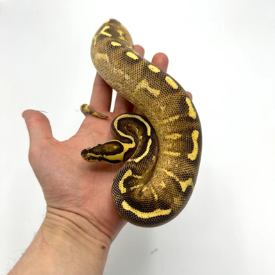 Enchi Freeway 66% Het Clown Ball Python - female for sale from Nuclear Reptiles