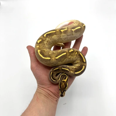 0.1 Enchi Freeway 66% Het Clown Ball Python - female for sale from Nuclear Reptiles