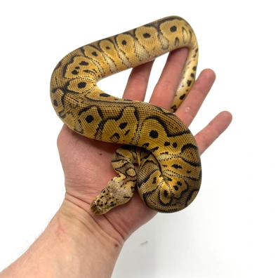1.0 Pastel Yb/spark Clown Ball Python - male for sale from Nuclear Reptiles
