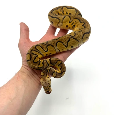 1.0 Pastel Yb/spark Clown Ball Python - male for sale from Nuclear Reptiles