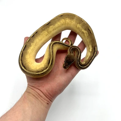 Bongo Mojave Axanthic Vpi X Enchi Lemonblast Het Axanthic VPI Ball Python - male for sale from Nuclear Reptiles