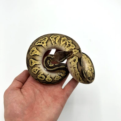 1.0 Bongo Mojave Axanthic Vpi X Enchi Lemonblast Het Axanthic VPI Ball Python - male for sale from Nuclear Reptiles