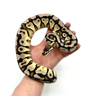 0.1 Pastel Yb Axanthic VPI Ball Python - female for sale from Nuclear Reptiles