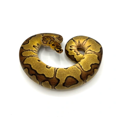 0.1 Enchi Asphalt Clown Ball Python - unknown for sale from Nuclear Reptiles
