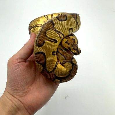 1.0 Asphalt Enchi Clown Ball Python - male for sale from Nuclear Reptiles