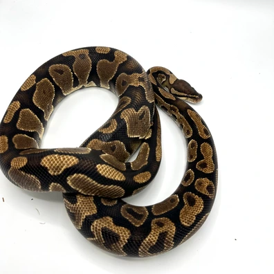 0.1 Gravel Het Desert Ghost Ball Python - female for sale from Nuclear Reptiles